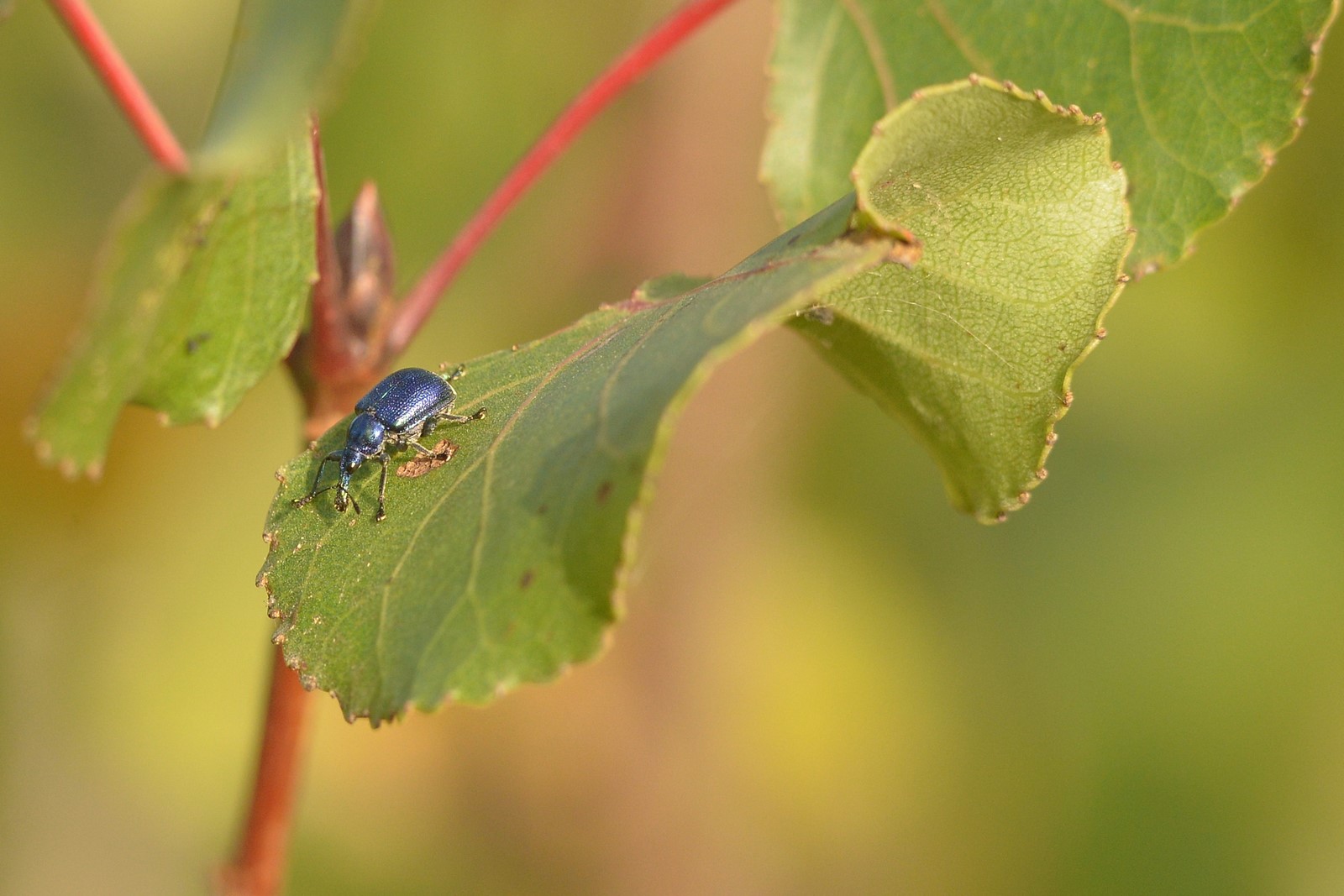 Rhynchitidae: Byctiscus sp.